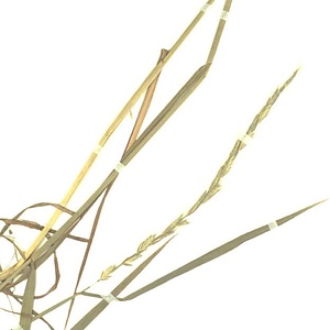 アオカモジグサ