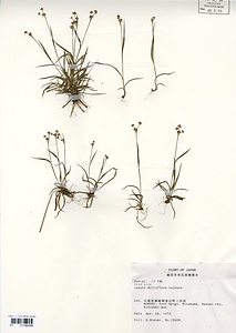 ヤマスズメノヒエ