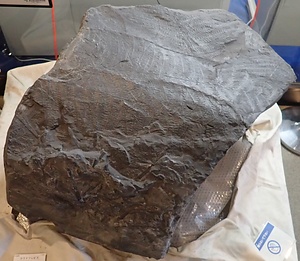 クラドフレビス（シダ植物）