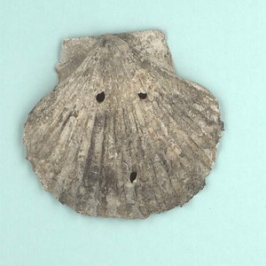 兵庫県産化石一式