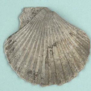 ムカシチヒロ（二枚貝）