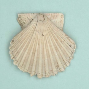 兵庫県産化石一式