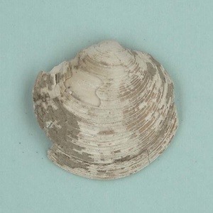 兵庫県産化石一式