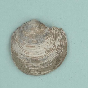 兵庫県産化石一式