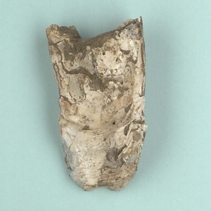 兵庫県産化石一式