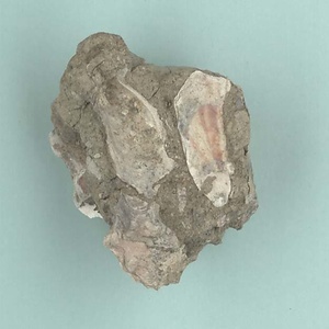 兵庫県産化石一式