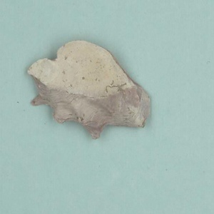 兵庫県産化石一式