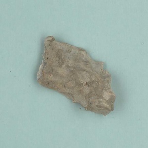 兵庫県産化石一式