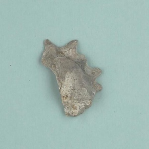 兵庫県産化石一式