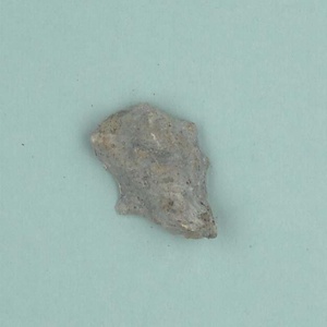 兵庫県産化石一式