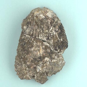 兵庫県産化石一式