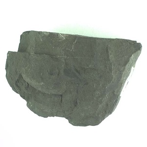 兵庫県産化石採集委託成果品（１９９０年度