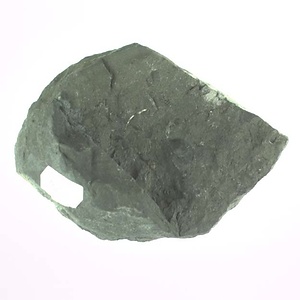 兵庫県産化石採集委託成果品（１９９０年度