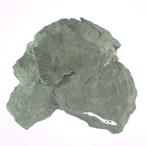 兵庫県産化石採集委託成果品（１９９０年度