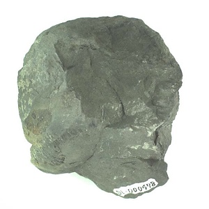 兵庫県産化石採集委託成果品（１９９０年度