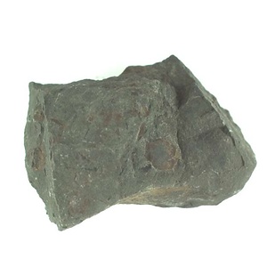 兵庫県産化石採集委託成果品（１９９０年度