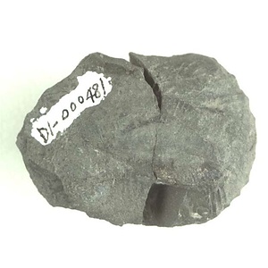 兵庫県産化石採集委託成果品（１９９０年度