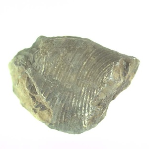 兵庫県産化石採集委託成果品（１９９０年度