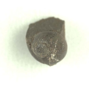 兵庫県産化石採集委託成果品（１９９０年度