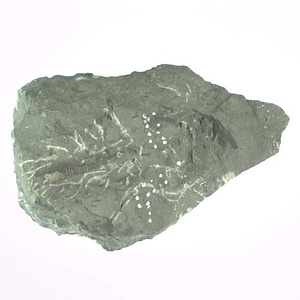 兵庫県産化石採集委託成果品（１９９０年度