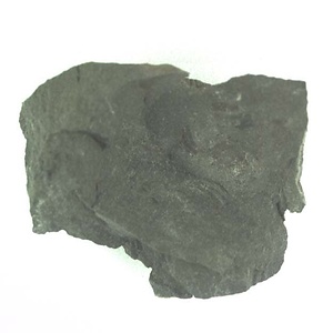 兵庫県産化石採集委託成果品（１９９０年度