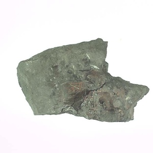 兵庫県産化石採集委託成果品（１９９０年度