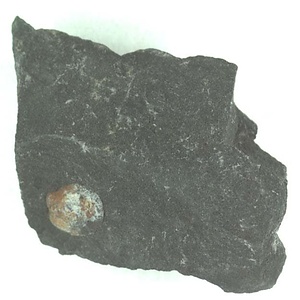 兵庫県産化石採集委託成果品（１９９０年度