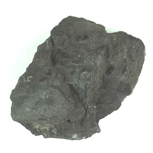 兵庫県産化石採集委託成果品（１９９０年度