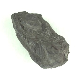 兵庫県産化石採集委託成果品（１９９０年度