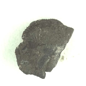 兵庫県産化石採集委託成果品（１９９０年度