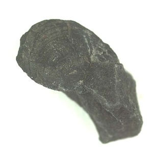 兵庫県産化石採集委託成果品（１９９０年度