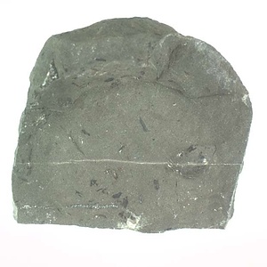 兵庫県産化石採集委託成果品（１９９０年度