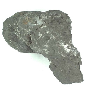 兵庫県産化石採集委託成果品（１９９０年度