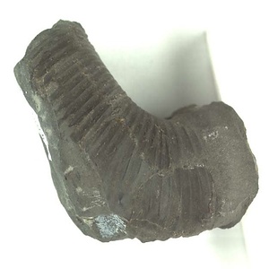 兵庫県産化石採集委託成果品（１９９０年度