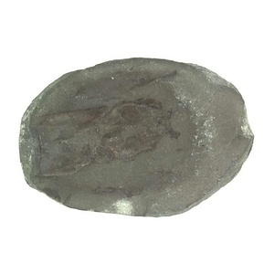 兵庫県産化石採集委託成果品（１９９０年度