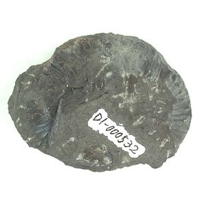 兵庫県産化石採集委託成果品（１９９０年度