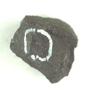 兵庫県産化石採集委託成果品（１９９０年度