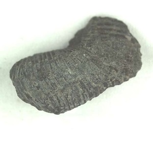 兵庫県産化石採集委託成果品（１９９０年度