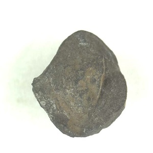 兵庫県産化石採集委託成果品（１９９０年度