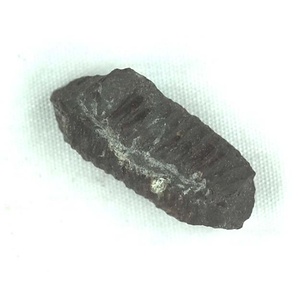 兵庫県産化石採集委託成果品（１９９０年度