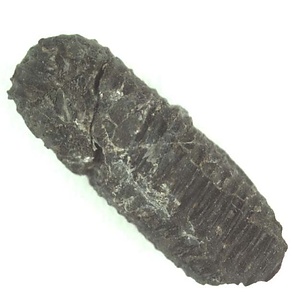 兵庫県産化石採集委託成果品（１９９０年度