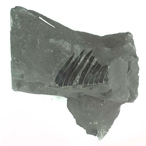 兵庫県産化石採集委託成果品（１９９０年度