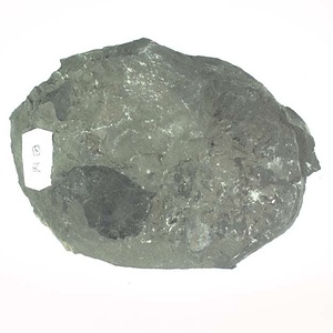 兵庫県産化石採集委託成果品（１９９０年度