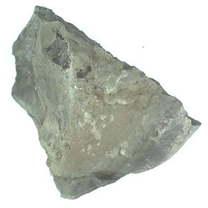 兵庫県産化石採集委託成果品（１９９０年度