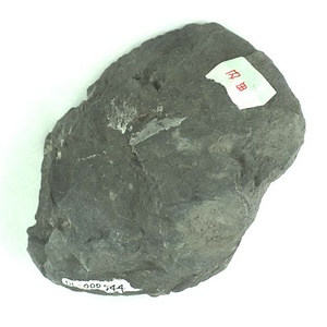 兵庫県産化石採集委託成果品（１９９０年度