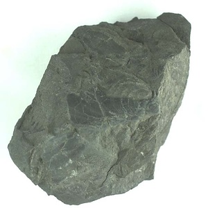 兵庫県産化石採集委託成果品（１９９０年度