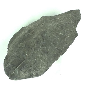 魚のウロコ、アンモナイト