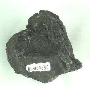 兵庫県産化石採集委託成果品（１９９０年度