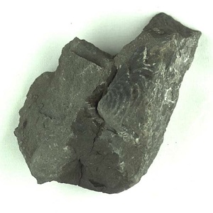 兵庫県産化石採集委託成果品（１９９０年度