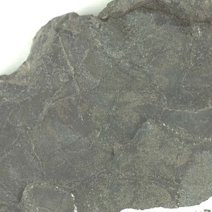 兵庫県産化石採集委託成果品（１９９０年度